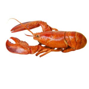 CRAYFISH